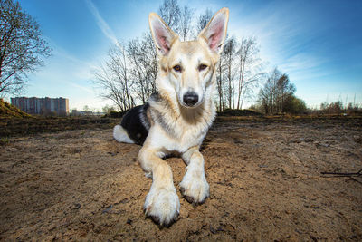 Portrait of dog sitting against sky