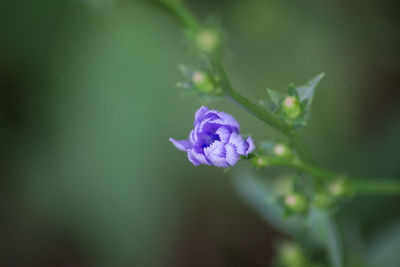 Close-up of purple flowering plant