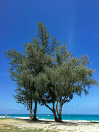 Tree by sea against clear blue sky