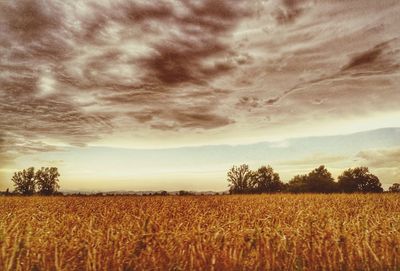 Scenic view of wheat field against sky