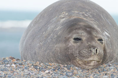 Close-up of an animal on beach