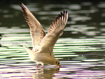 Bird in water