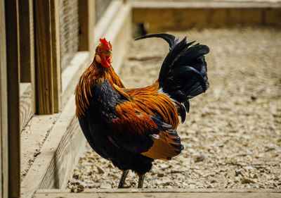 Close-up of rooster on field at farm