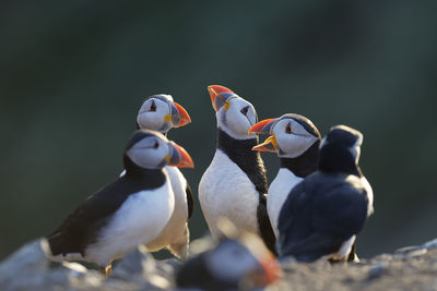Close-up of puffins perching on field