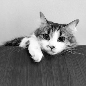 Close-up portrait of cat on floor