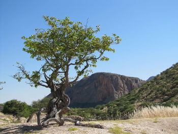 Tree in namibia