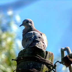 Low angle view of bird perching against sky