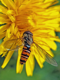 Close-up of bee on yellow flower