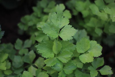 Close-up of plant leaves