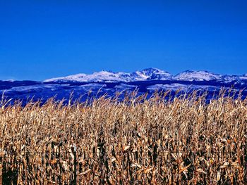 Plants growing on field against blue sky