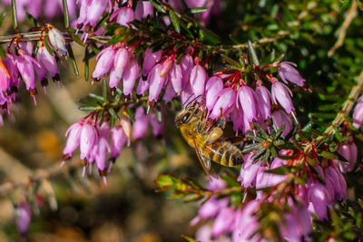 Close-up of bee on pink flowers