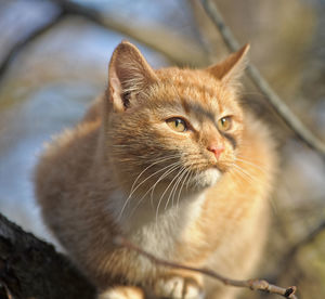 Close-up of cat looking away