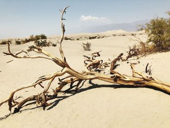 Bare tree on sand at beach against sky