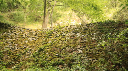 Plants growing on land in forest