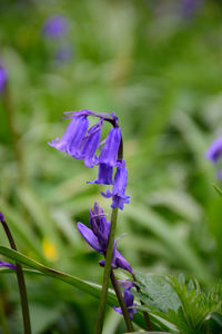 Close-up of purple flower blooming in garden