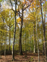 Trees in forest during autumn