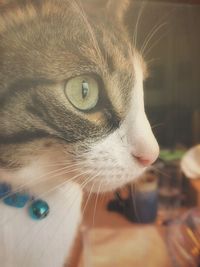 Close-up of cat looking away