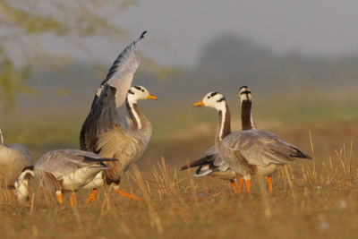 Close-up of birds