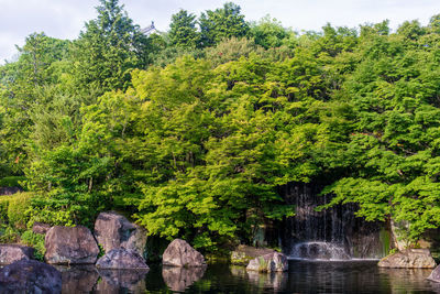 Scenic view of waterfall in forest