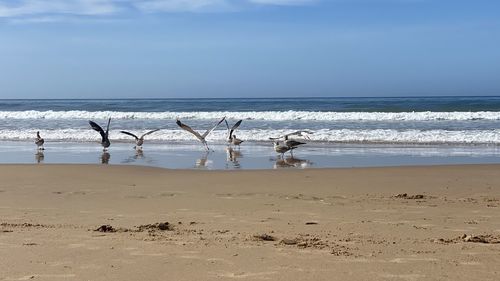 Seagulls on beach against sky