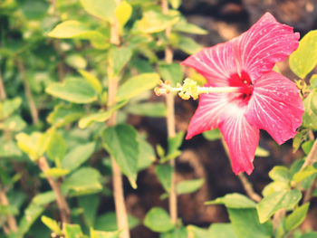 Close-up of flowering plant