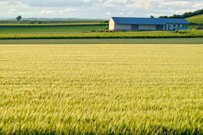 Scenic view of agricultural field against sky