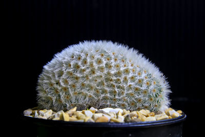 Close-up of food against black background