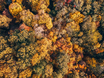 Full frame shot of trees