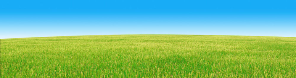 Scenic view of field against clear blue sky