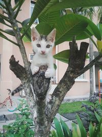 Portrait of cat on tree