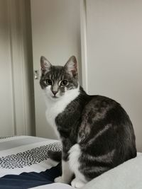 Close-up portrait of a cat on bed at home