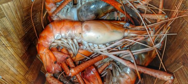 High angle view of crab