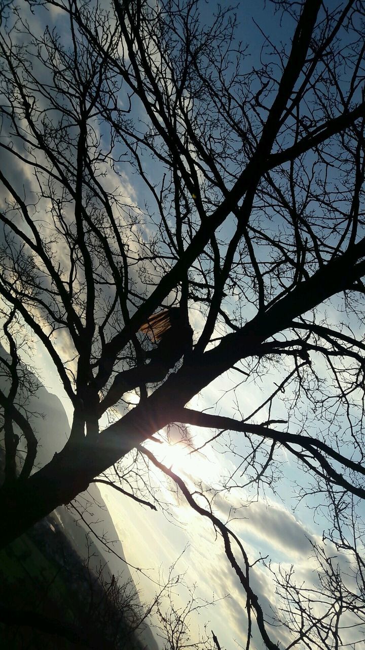 tree, branch, sunlight, sun, nature, bare tree, beauty in nature, low angle view, tranquility, outdoors, silhouette, no people, sky, day, scenics, tree trunk