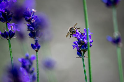 Close-up of bee pollinating on purple flower