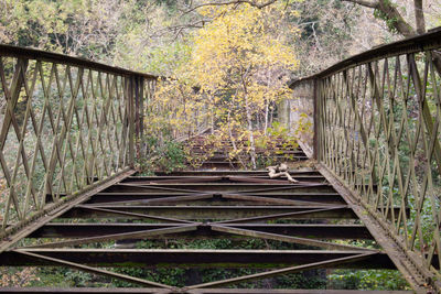 Boardwalk amidst trees in forest during autumn
