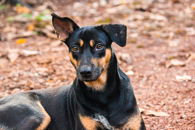 Close-up portrait of black dog on field