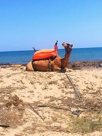 View of a horse in the sea