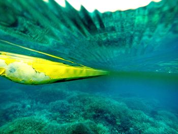 Close-up of fish swimming in sea