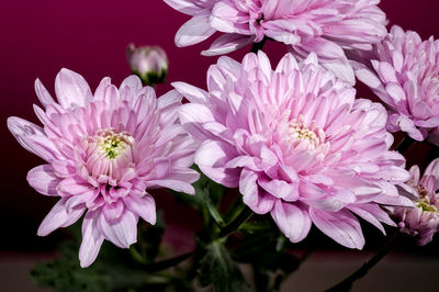 Close-up of pink flowering plant