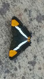 High angle view of yellow leaf