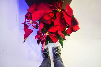 Close-up of red flowers