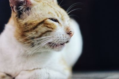 Close-up of a cat looking away