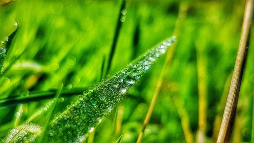 Close-up of wet grass