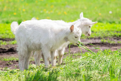 Sheep standing in a field