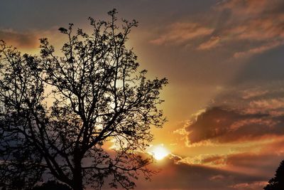 Silhouette of trees at sunset