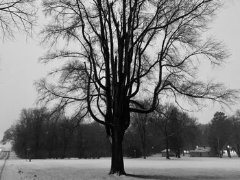 Bare trees on field during winter