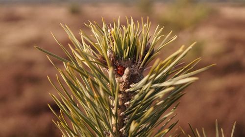 Close-up of plant against blurred background