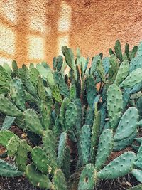 Full frame shot of succulent plant