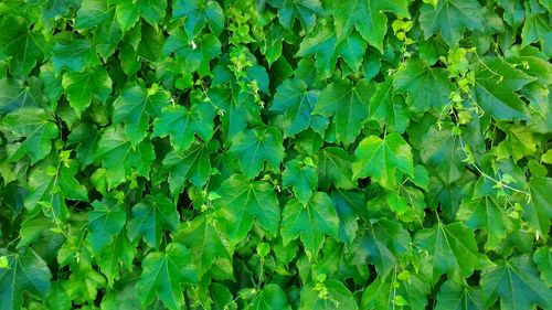 Full frame shot of plants