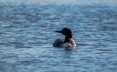 Bird swimming in lake